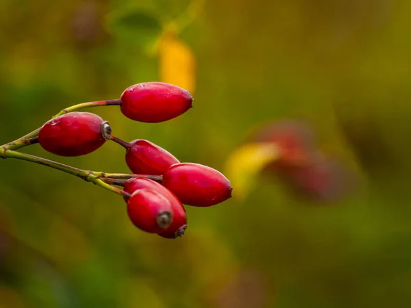 Dog Rose Berries Plant Close — Stock Photo, Image