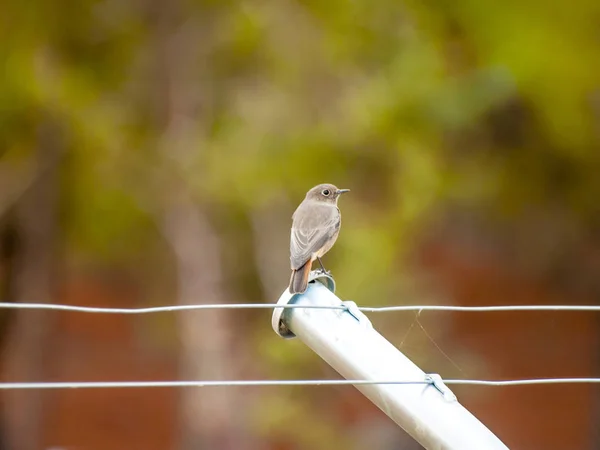 와이어에 Perching — 스톡 사진