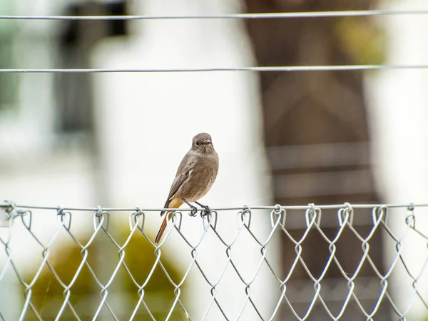 Vogel Hockt Auf Draht — Stockfoto