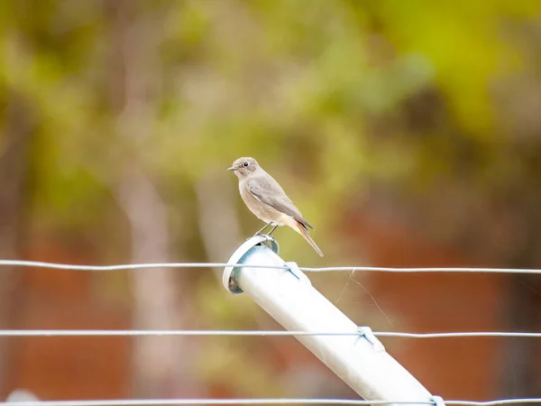 Pájaro Posado Alambre — Foto de Stock