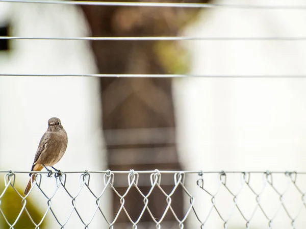 Pájaro Posado Alambre — Foto de Stock