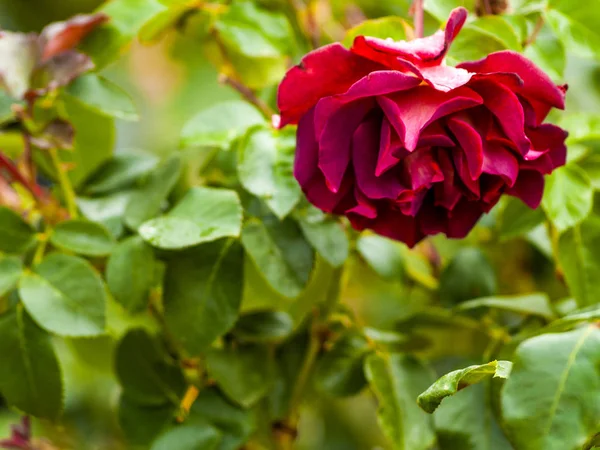Крупним Планом Квітуча Троянда Квітуча Саду Навесні — стокове фото