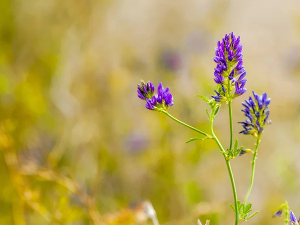 Fleurs Sauvages Printanières Dans Champ — Photo