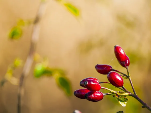 Dog Rose Berries Plant — Stock Photo, Image