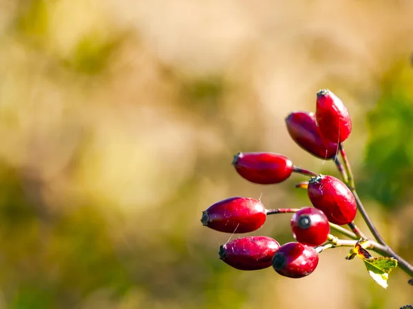 Dog Rose Berries Plant — Stock Photo, Image