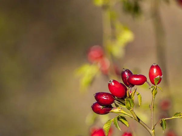 Dog Rose Berries Plant — Stock Photo, Image