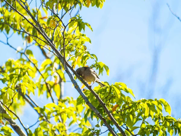 Pássaro Empoleirado Galho Árvore — Fotografia de Stock