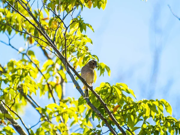 Vogel Hockt Auf Einem Ast — Stockfoto