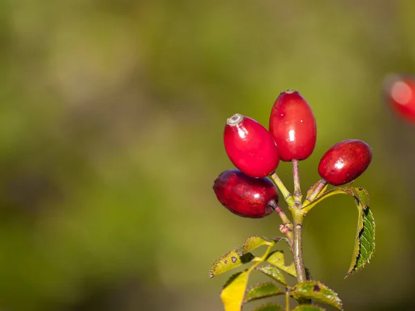 Dog Rose Berries Plant — Stock Photo, Image
