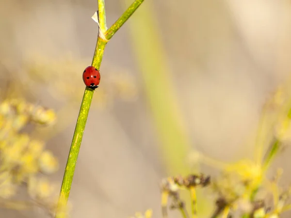 春天的植物上的瓢虫 — 图库照片