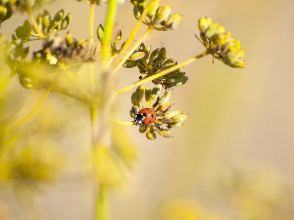 Lady Bug Una Planta Primavera — Foto de Stock