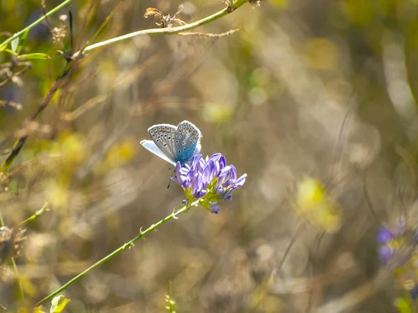 Motyl Zapylania Kwiatów Wiosnę — Zdjęcie stockowe