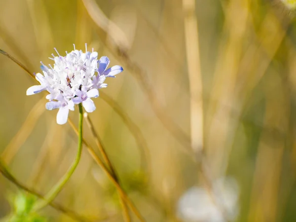 Schöne Helle Sommerblume Aus Nächster Nähe — Stockfoto