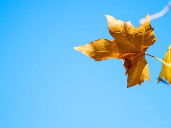 Autumn Leaf Blue Sky Background — Stock Photo, Image