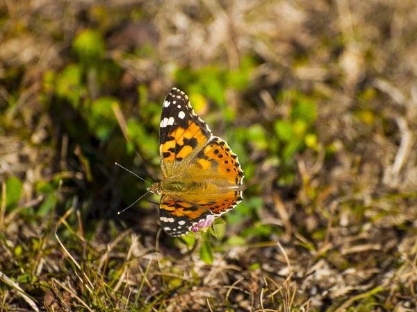 Motyl Zapylania Kwiatów Wiosnę — Zdjęcie stockowe