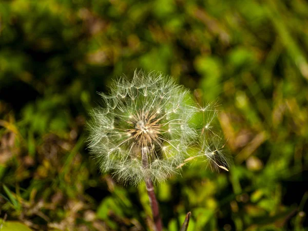 美しいタンポポの植物クローズアップ — ストック写真