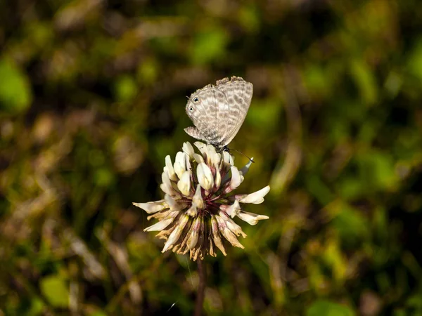 Pollinating — 스톡 사진