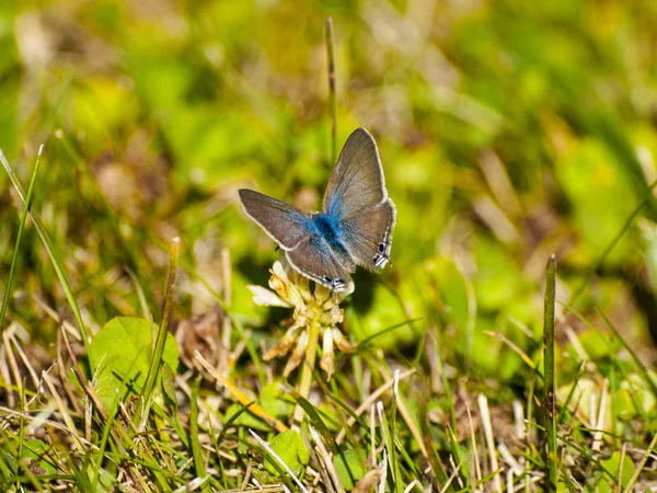 Schmetterling Bestäubt Eine Blume Frühling — Stockfoto