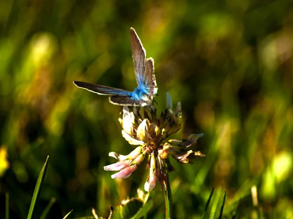 Schmetterling Bestäubt Eine Blume Frühling — Stockfoto