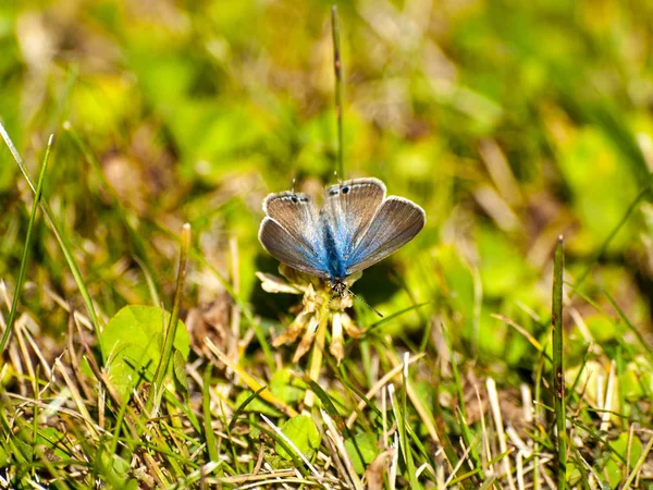 Бабочка Опыляет Цветок Весной — стоковое фото