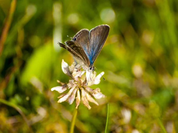 Motyl Zapylania Kwiatów Wiosnę — Zdjęcie stockowe