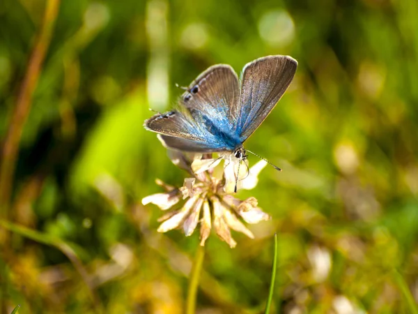 Pillangó Beporzó Egy Virág Tavasz — Stock Fotó