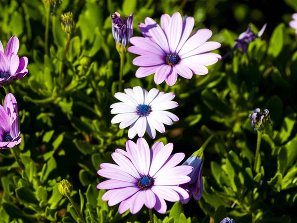 Blühende Blumen Garten — Stockfoto