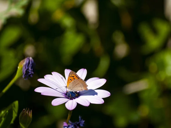 Pillangó Beporzó Egy Virág Tavasz — Stock Fotó