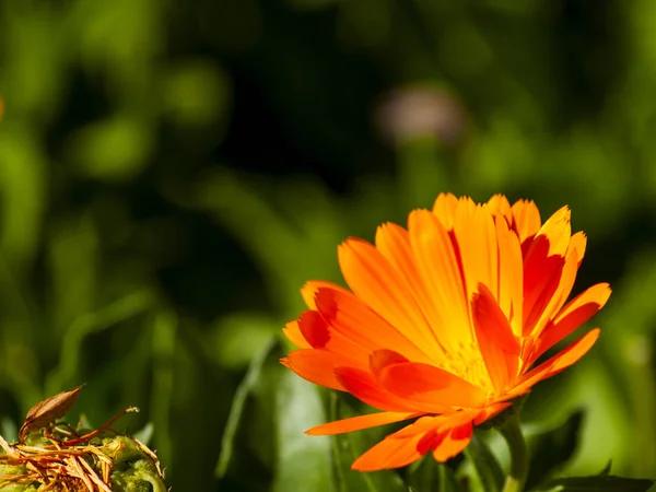 Bela Flor Verão Brilhante Perto — Fotografia de Stock