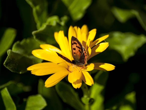 Mariposa Polinizando Una Flor Primavera — Foto de Stock