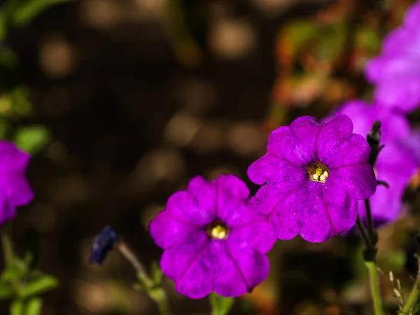 Perto Campo Flores Silvestres Primavera Durante Dia — Fotografia de Stock