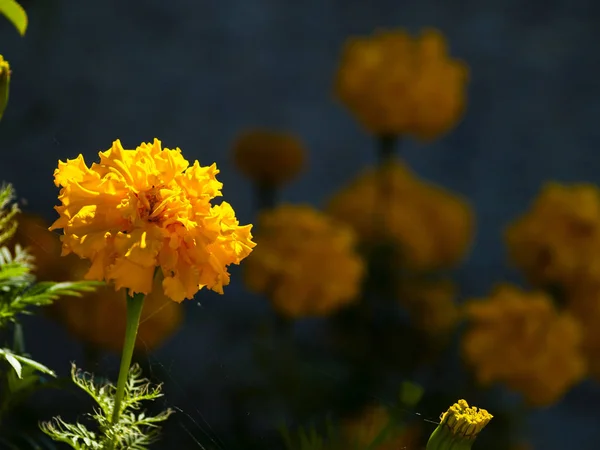 Flores Florescendo Jardim — Fotografia de Stock