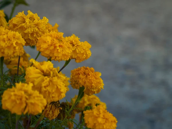 Flores Florescendo Jardim — Fotografia de Stock
