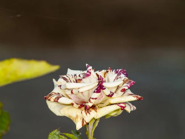 Close Florescer Rosa Florescendo Jardim Primavera — Fotografia de Stock