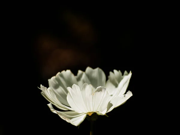Nahaufnahme Von Wildblumen Frühling Bei Tag — Stockfoto