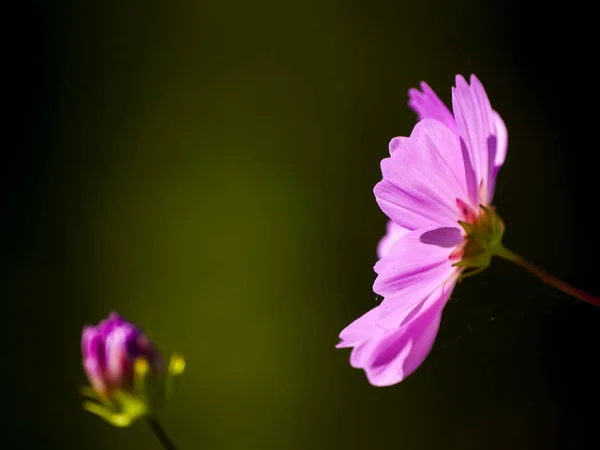 Nahaufnahme Von Wildblumen Frühling Bei Tag — Stockfoto