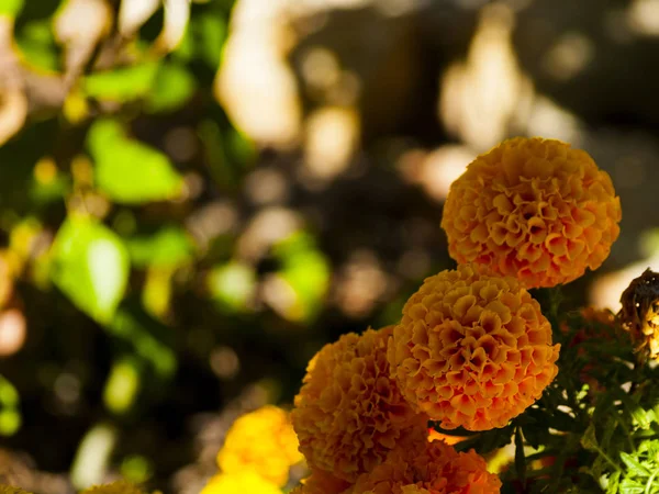 Blühende Blumen Garten — Stockfoto