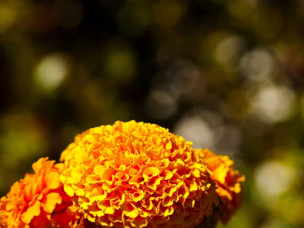 Blühende Blumen Garten — Stockfoto