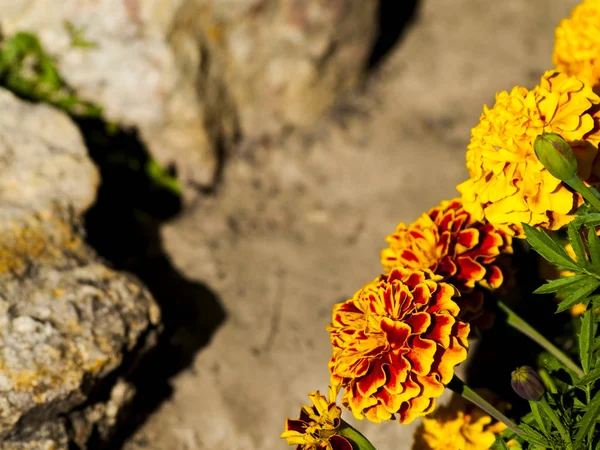 Blühende Blumen Garten — Stockfoto