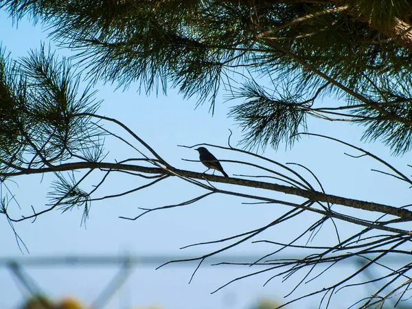 Pájaro Posado Una Rama Árbol — Foto de Stock