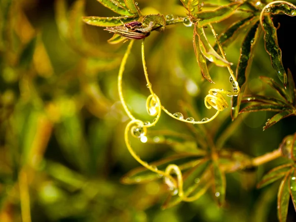 Curly Small Branch Tree Rain — Stock Photo, Image