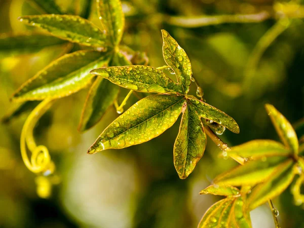 Hojas Después Lluvia — Foto de Stock