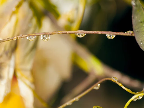 Листья После Дождя — стоковое фото