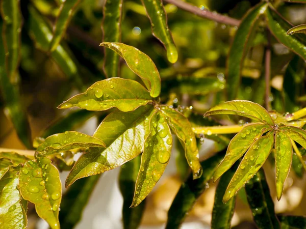 Hojas Después Lluvia — Foto de Stock