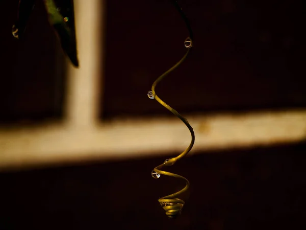 Pequeña Rama Rizada Árbol Después Lluvia — Foto de Stock