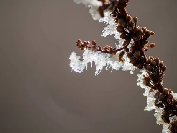 Замороженное Растение Снежный День — стоковое фото