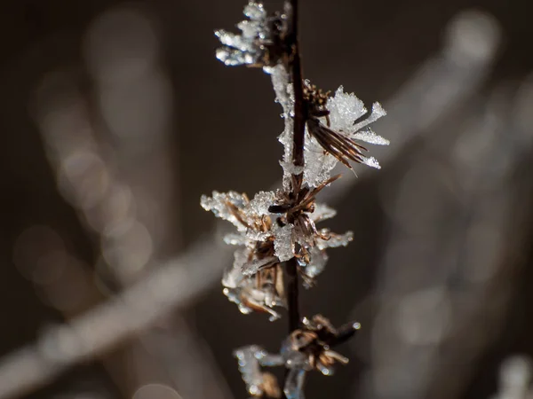 下雪天的冷冻植物 — 图库照片