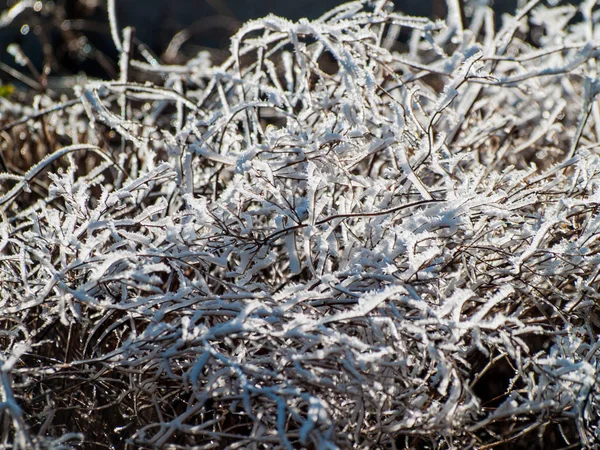 Рослини Вкриті Морозами Зимовий День — стокове фото