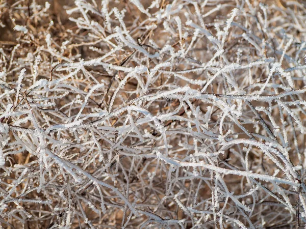 Plantas Cubiertas Heladas Día Invierno — Foto de Stock