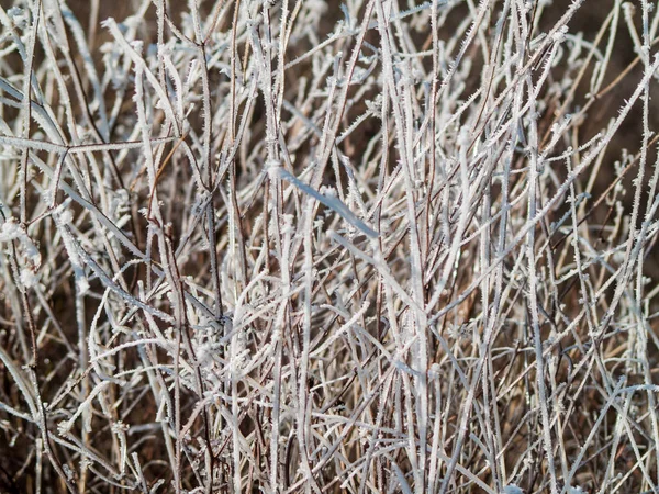 Växter Täckta Med Frost Vinterdagen — Stockfoto